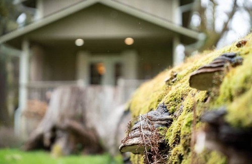 Sappho House | ‘Hemlock’ Riverfront Cabin near Olympic National Park