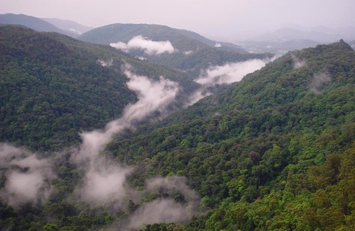 Springbrook Cabin | Springbrook Lyrebird Retreat