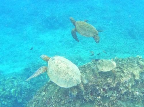 Makaha Surfside
