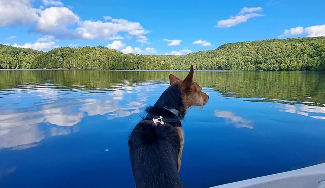 Tranquil Comforts Lake Front Paradise