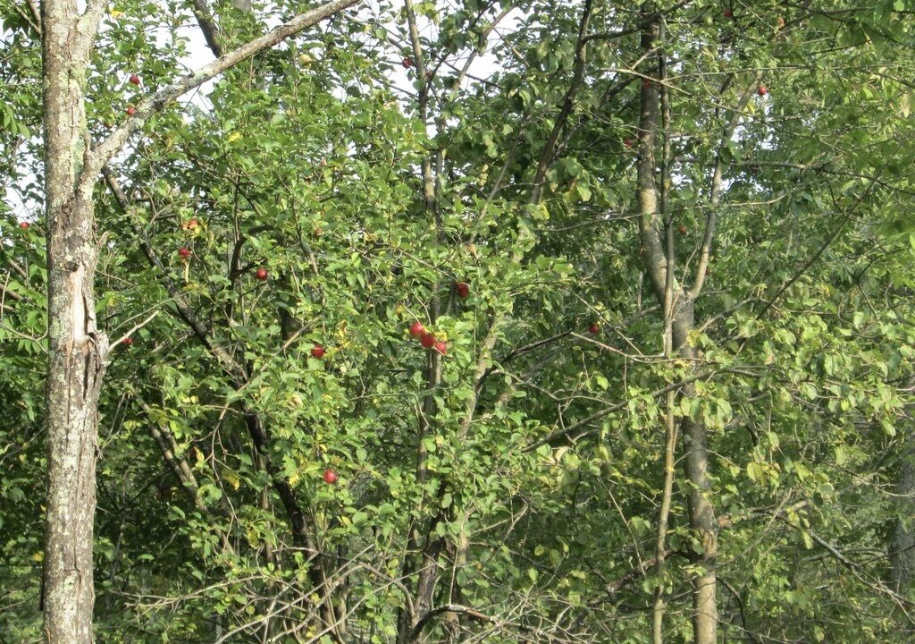 Photo of Outdoor in Barton