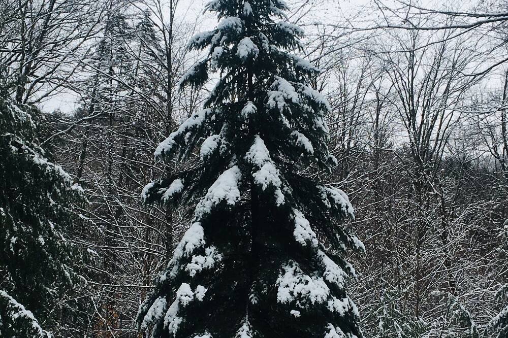 Photo of Others in Brookline